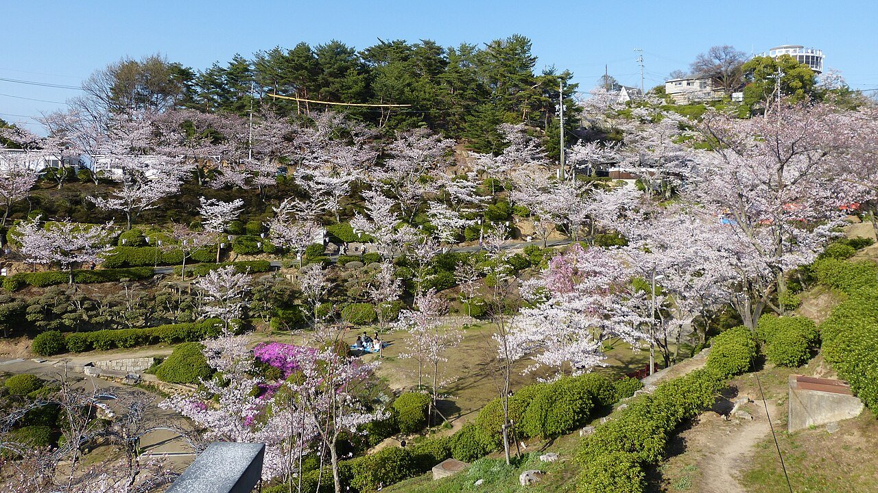 春の千光寺公園に咲く桜